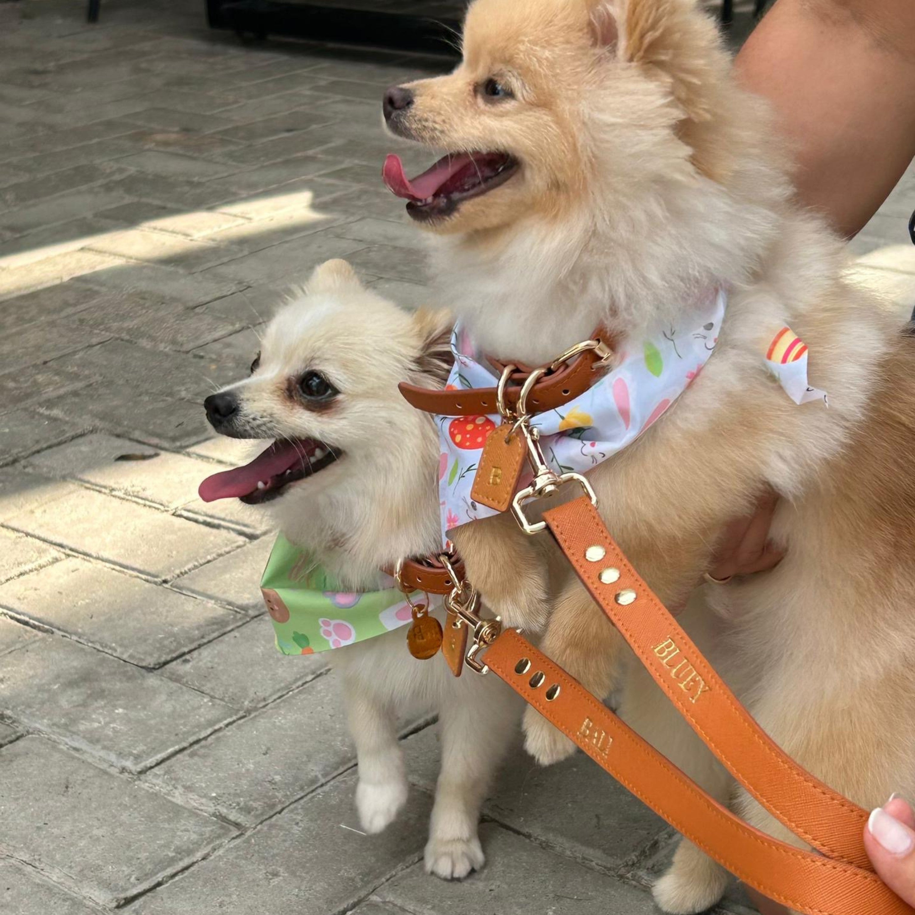 Collar y Correa Pet