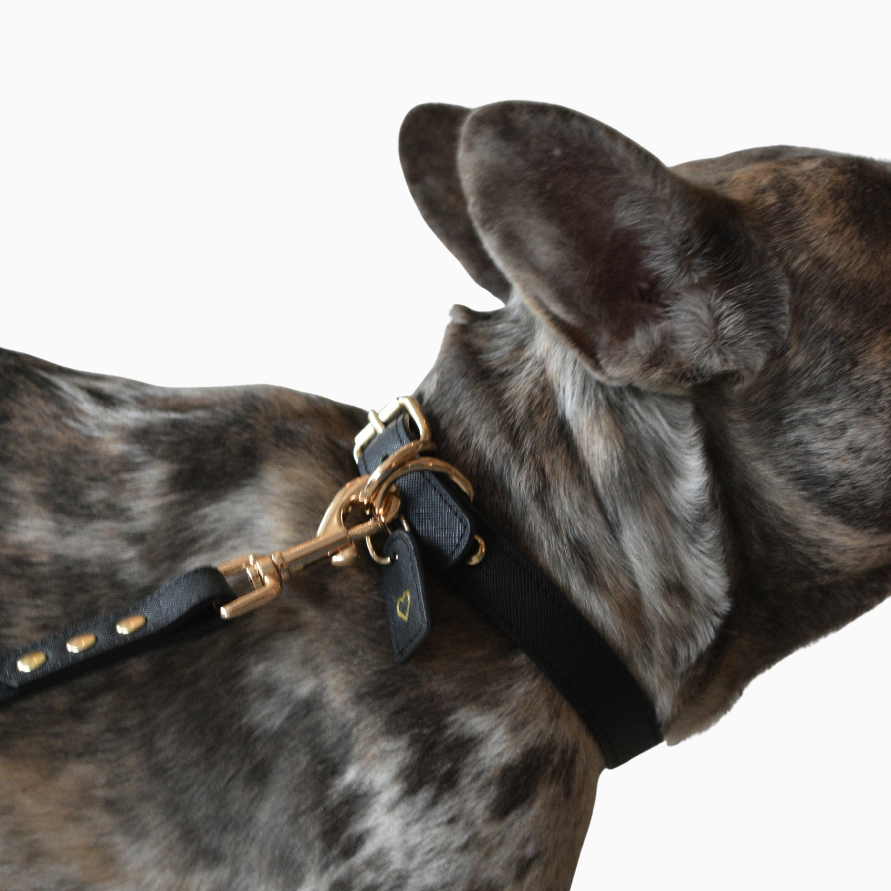 Collar y Correa Pet
