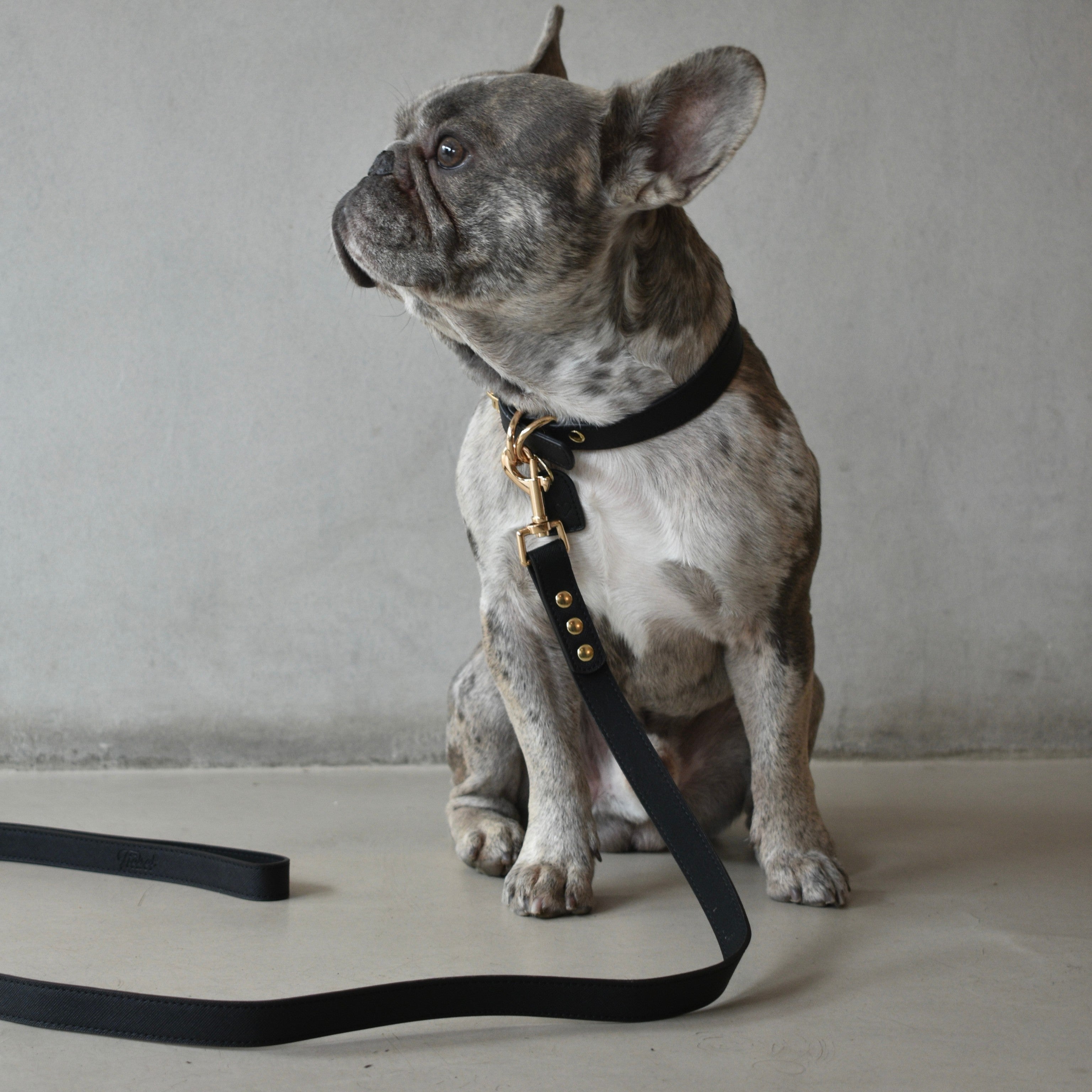 Collar y Correa Pet